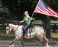 gentle-quarter-horse