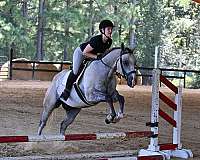 dun-quarter-horse