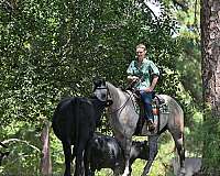 athletic-quarter-horse