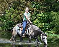 bombproof-quarter-horse
