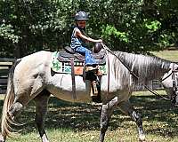 all-around-quarter-horse