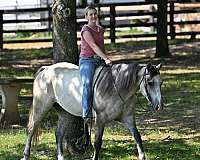western-quarter-horse
