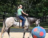 gelding-quarter-horse