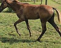 sorrel-tennessee-walking-filly