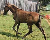 sorrel-filly-for-sale