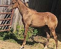 12-hand-tennessee-walking-filly