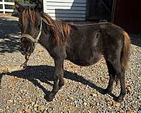chocolate-therapy-horse