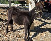 brown-chocolate-miniature-colt