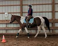chestnut-tobiano-horse