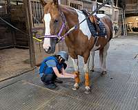 lesson-pinto-horse