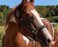 project-pinto-horse