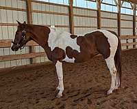 ridden-english-pinto-horse
