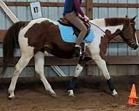 chestnut-ptha-horse