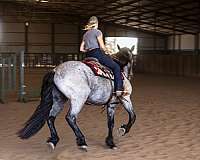 herd-percheron-horse
