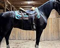 pleasure-dutch-warmblood-horse