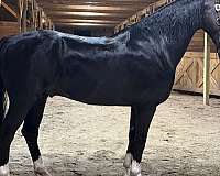 trail-dutch-warmblood-horse