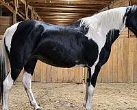 pleasure-paint-horse