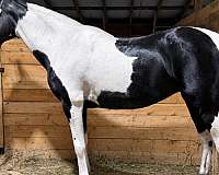 trail-paint-horse