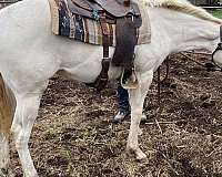 tobiano-horse