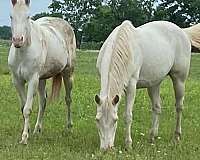 all-around-paint-horse