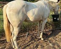 athletic-paint-horse