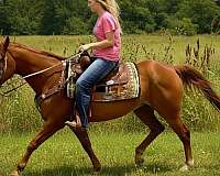 safe-riding-horse