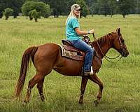 kid-safe-horse-quarter