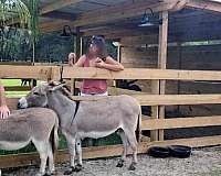 champagne-miniature-pony-mare-stallion