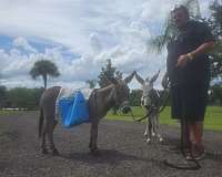 champagne-ranch-pony