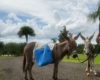 project-stallion-foal