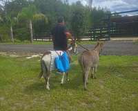 trained-stallion-foal