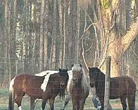 working-stallion-foal