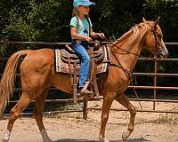 beginner-safe-horse-quarter