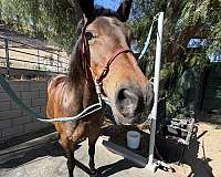 beginner-morgan-horse