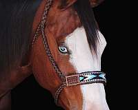 ranch-quarter-horse