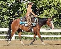 beginner-quarter-horse