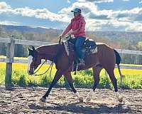 show-quarter-horse