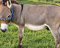 miniature-donkey