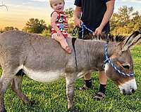 miniature-stallion