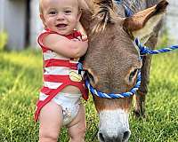 miniature-donkey-for-sale