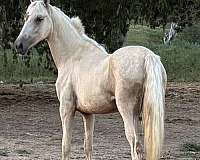 blaze-splotch-1-white-leg-horse