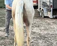 palomino-blaze-splotch-1-white-leg-horse