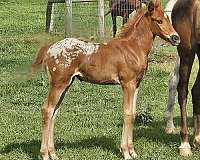 liver-chestnut-appaloosa-filly