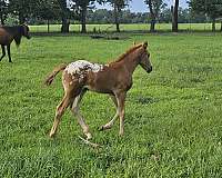 liver-chestnut-aphc-horse