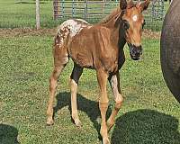 liver-chestnut-hunt-seat-horse