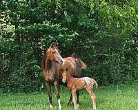 liver-chestnut-appaloosa-horse