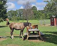 all-around-appaloosa-horse