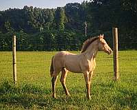 17-hand-draft-filly