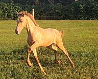 star-horse