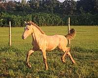 champagne-star-horse